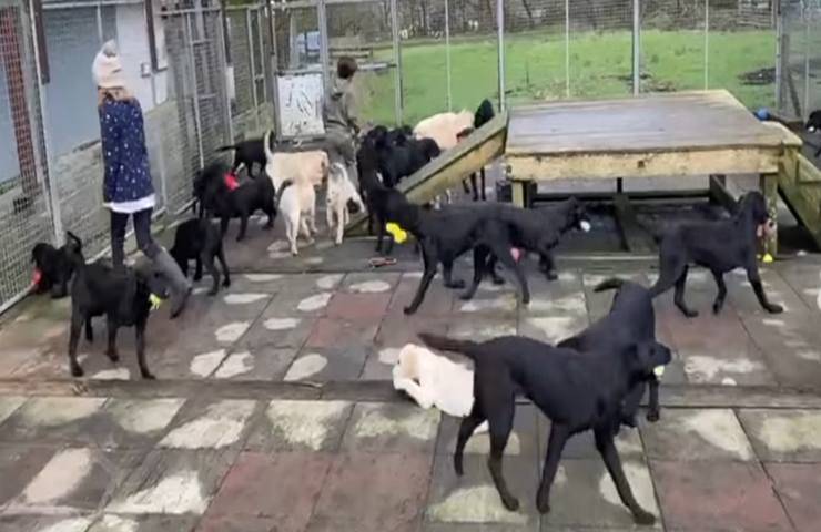 decine di cani nello stesso canile video Facebook