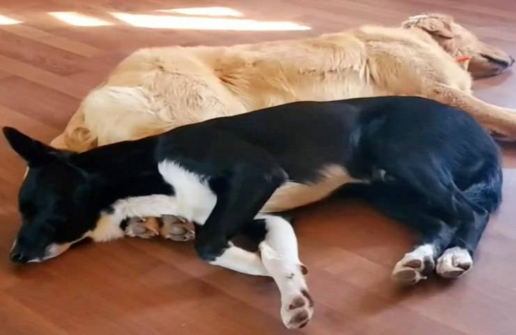 cani comprano giocattoli senza dirlo proprietaria video