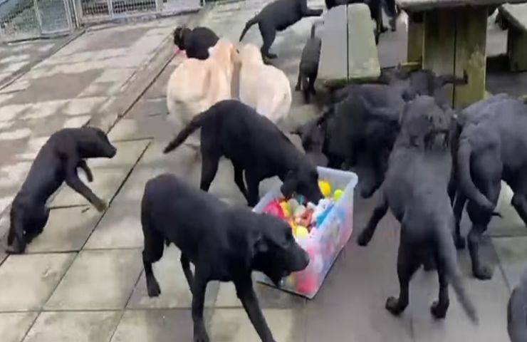 57 labrador insieme rifugio creano caos video