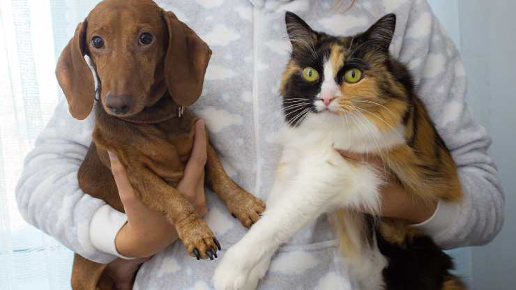 Cani e gatti assorbono sostanze inquinanti in casa