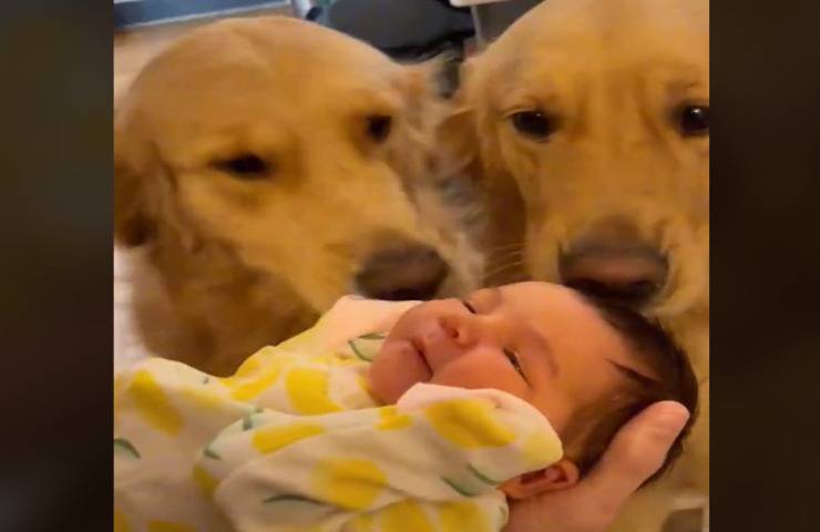 cani incontrano neonata prima volta video commovente