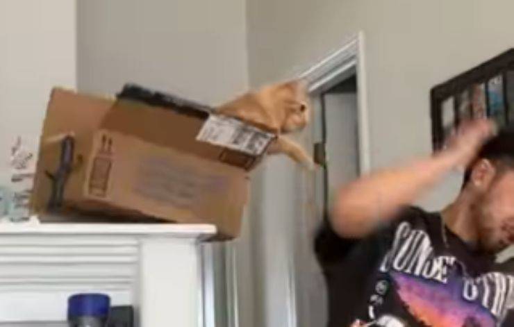 El gato golpeando al hombre (Foto video)