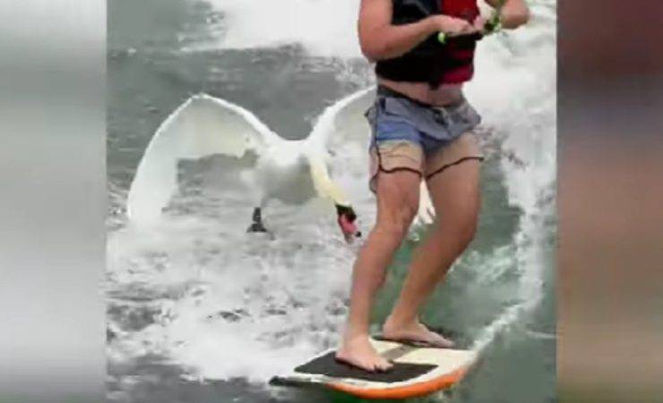 surfista attaccato da cigno video