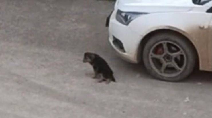 Cucciola alla disperata ricerca della sua mamma (Screen video)