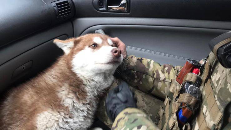 cane salvato ucraina