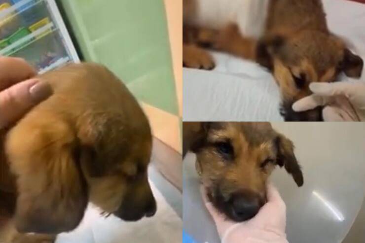 Cucciolo aggredito ubriaco salvo per miracolo (Screen video)