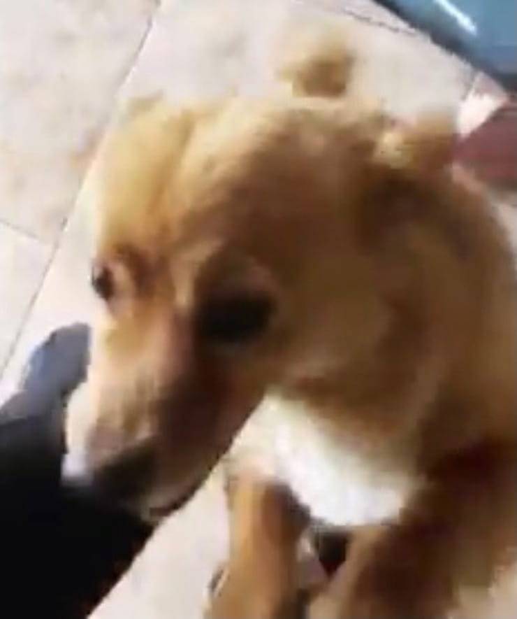 Cucciolo che da 2 anni vive fuori in balcone (Screen video)