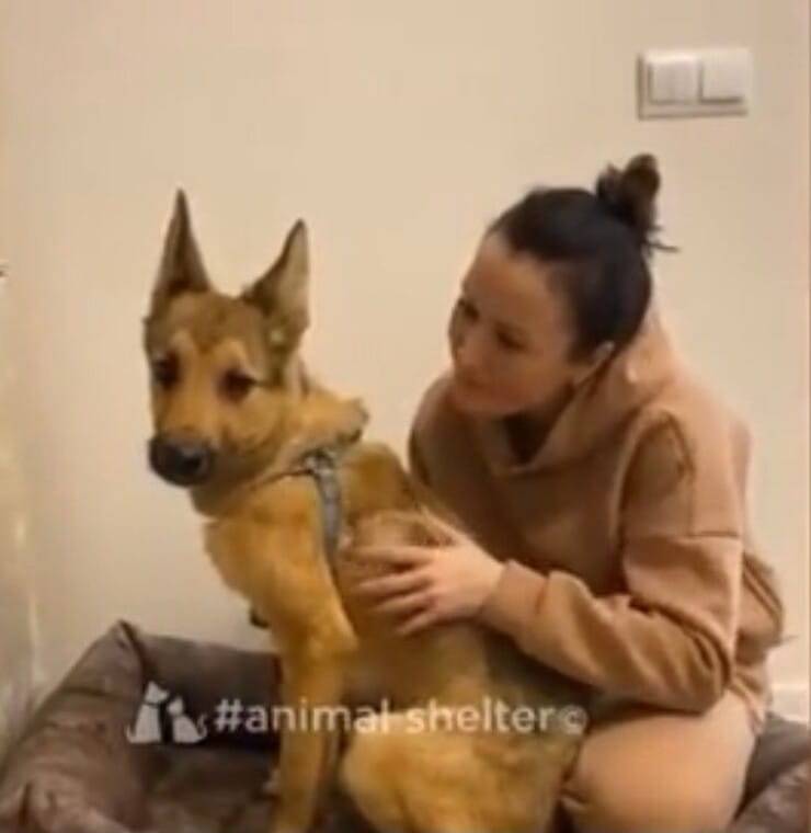 Cucciolo con la sua nuova mamma umana (Screen video)