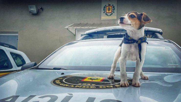 cane salvato da polizia