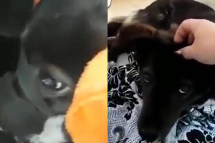 Cucciolo tratto in salvo (Screen video)