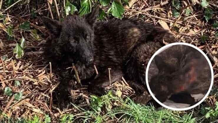 Cucciolo trovato colpito da 88 proiettili (Screen Facebook)