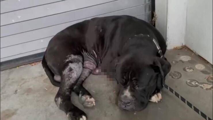 Cucciolo trovato con probabili ferite da coltello (Screen video)