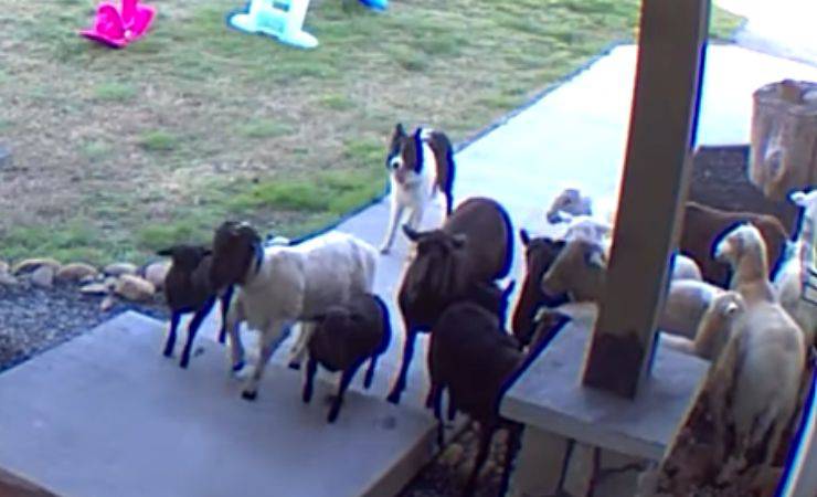 border collie pecore video