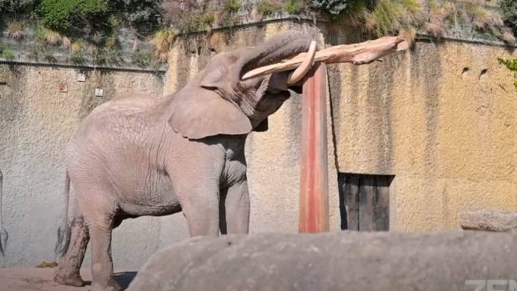 elefante mostra la sua forza