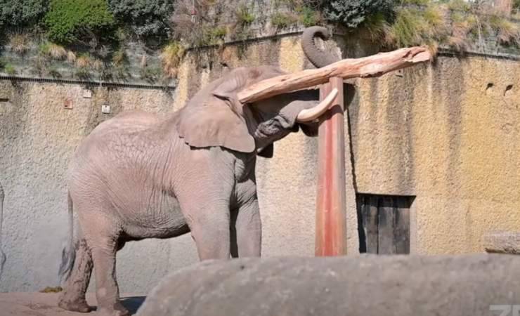 Elefante e la sua abilità