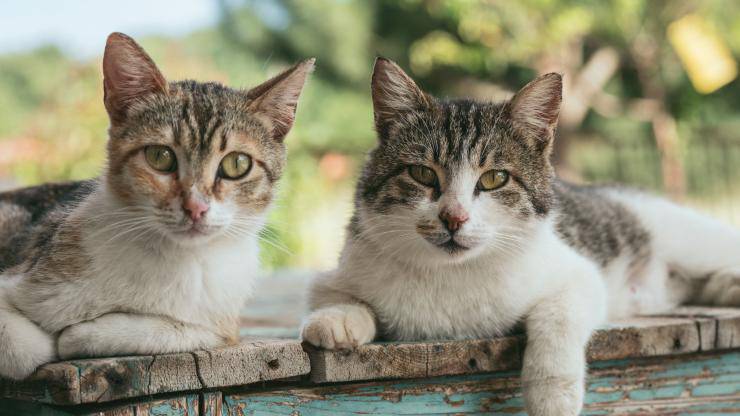 gatti senza cibo roma