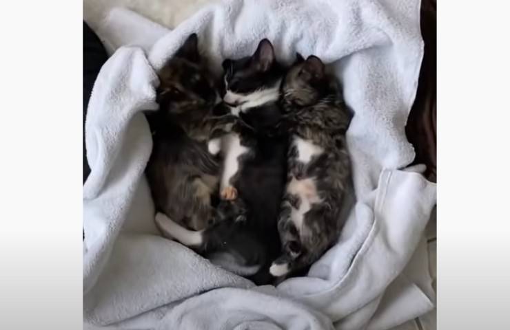 felini neonati soccorsi da volontari