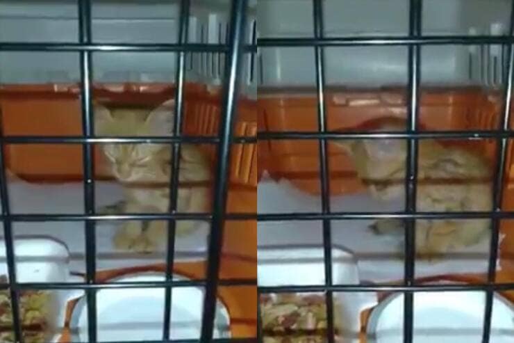 Gattino ha timore di addormentarsi (Screen video)