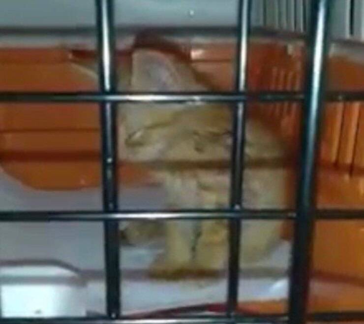 Gattino non riesce ad addormentarsi (Screen video)