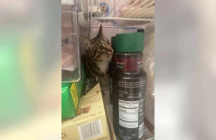 gattino si nasconde frigorifero proprietario chiede aiuto