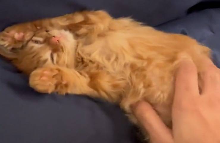 gatto non vuole svegliarsi uscire coperte video