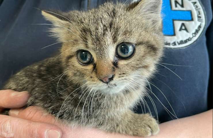 gato encontrado rescate compartimento motor ENPA