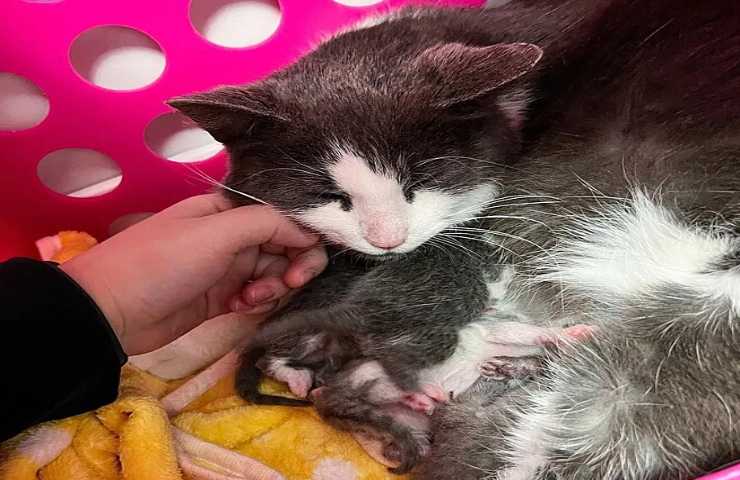 felino gravidanza soccorso nel ghiaccio