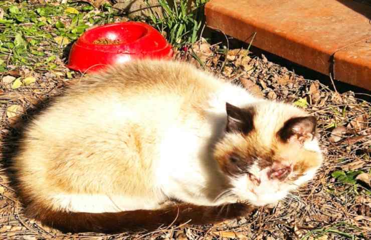 gatto randagio ferito soccorso OIPA Bergamo