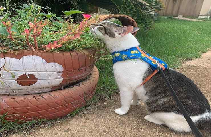 felino si comporta come cane al passeggio