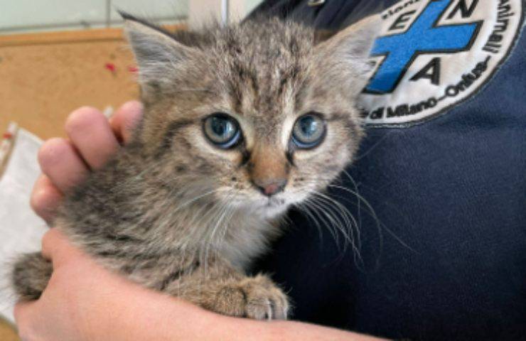 Cachorro de gato encontrado por ENPA Milán