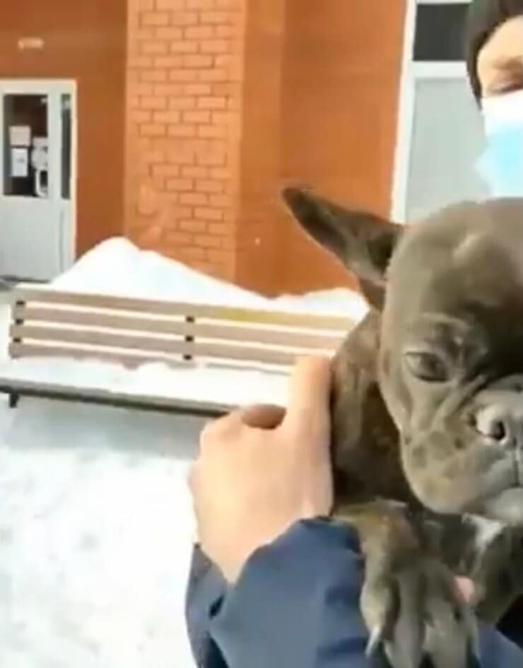La cagnolina Hera mentre veniva portata dal veterinario (Screen video)