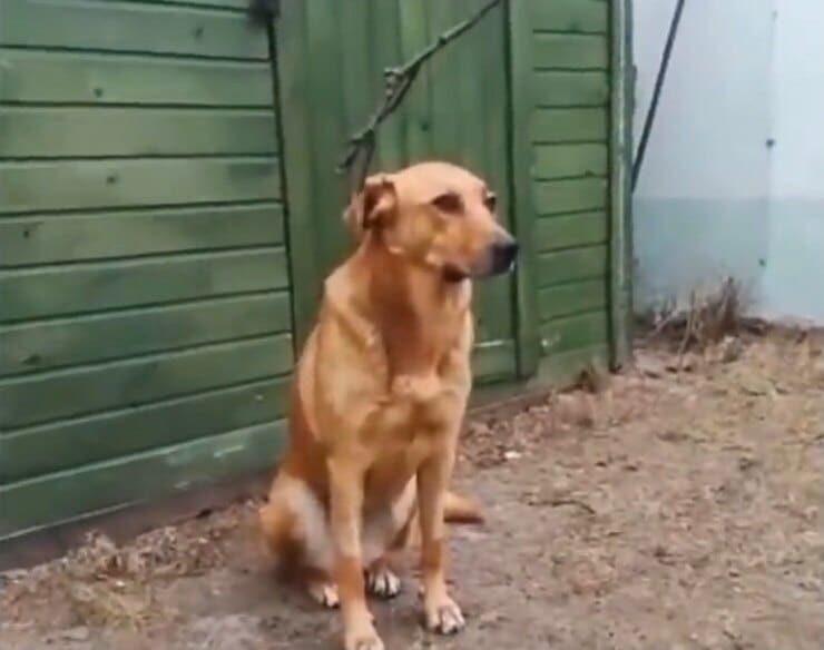 Horda nascosta nel suo angolino di giardino quando vuole isolarsi (Screen video)