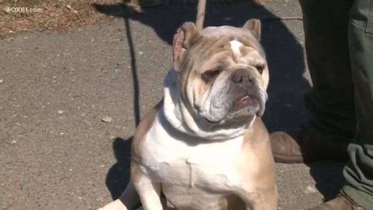 La Bulldog Mary (Screen video)