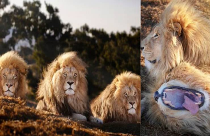 leoni catturano occhio fotografo scatti stupendi