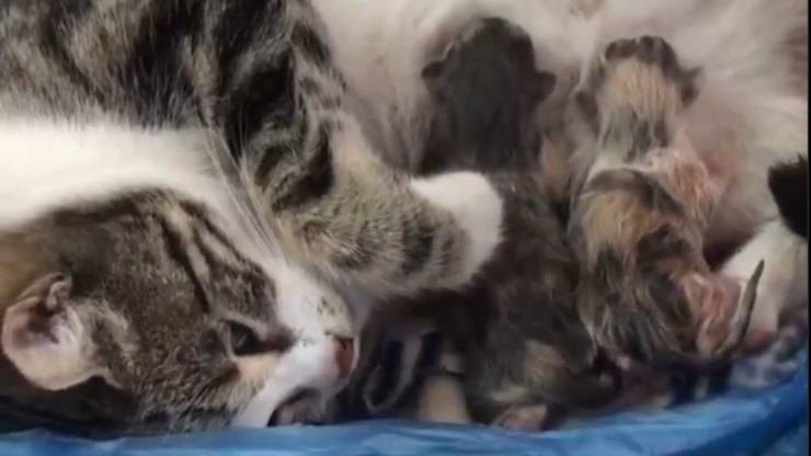 gatta partorisce in clinica