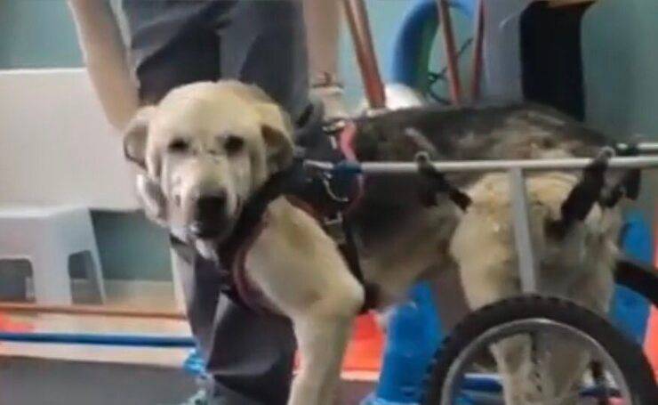 Mishka en su nueva silla de ruedas (pantalla de video)