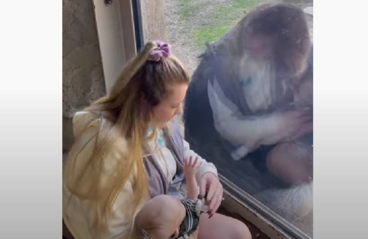 donna porta neonato zoo incontrare gorilla video