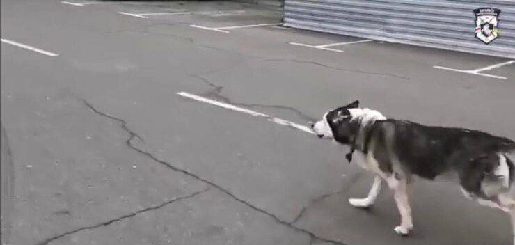 Nessy corre dal suo papà umano (Screen video)
