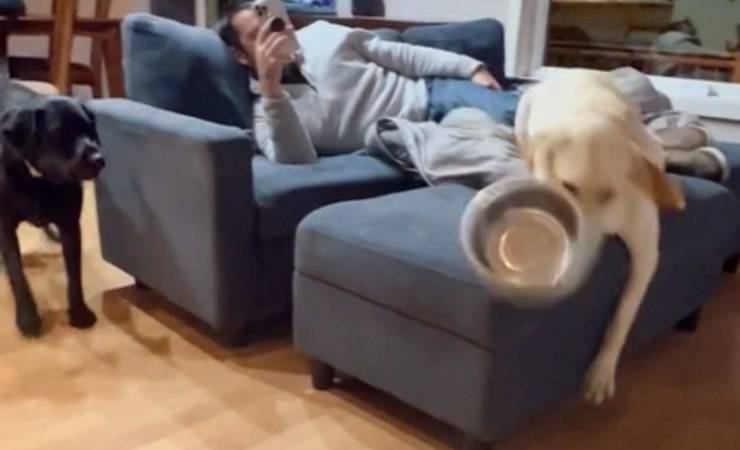 cane viene sgridato video