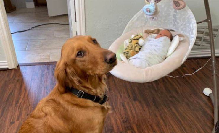 donna incinta golden retriver