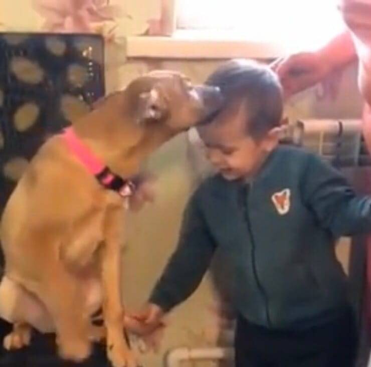 Piston ama i bambini (Screen video)