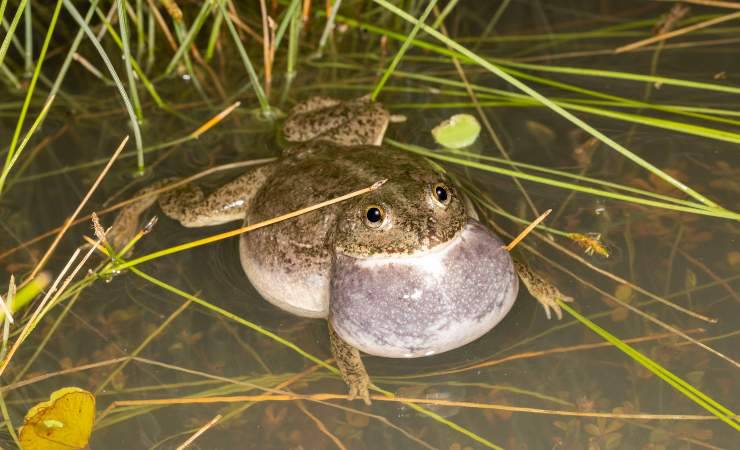 Rana australiana 