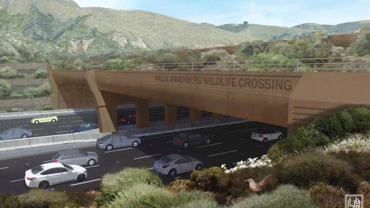ponte fauna selvatica california