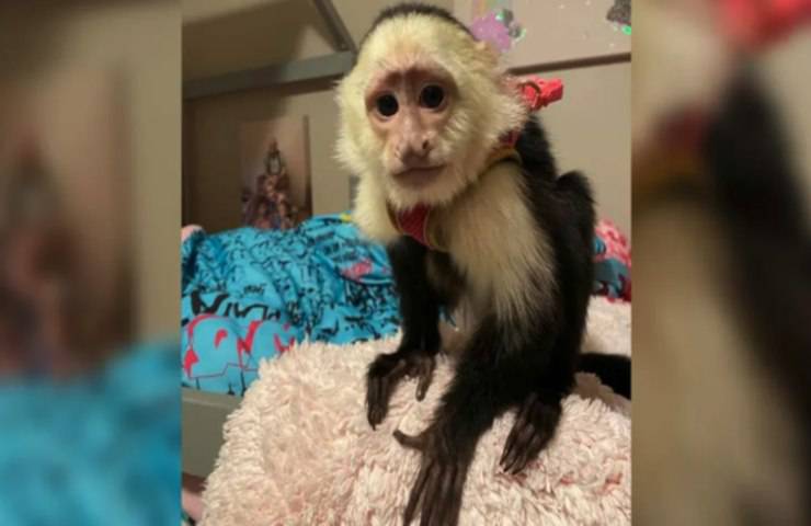 scimmia domestica scomparsa proprietaria chiede aiuto