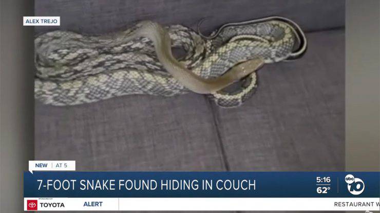 serpente nel divano