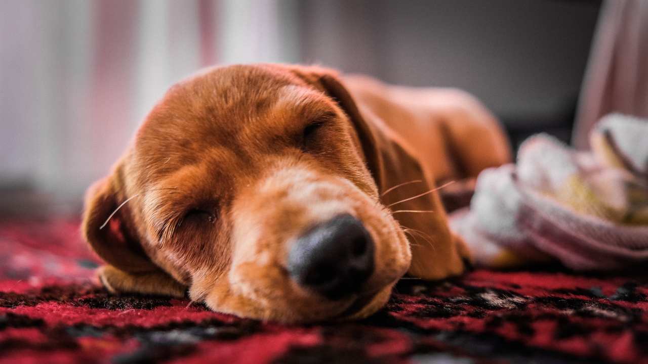 Spiegazione delle posizioni del cane quando dorme ciò che rivelano