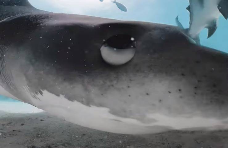 squalo tigre ripreso mentre mangia una videocamera