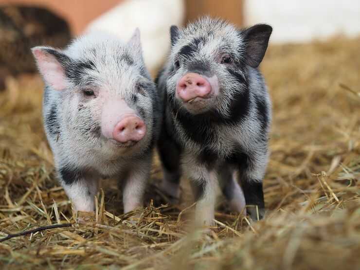 Due cuccioli di maiale