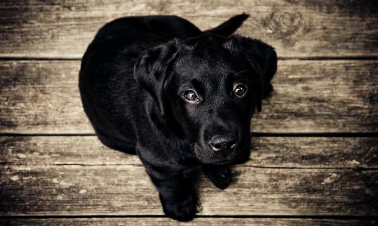 Displasia dell'anca nel cane