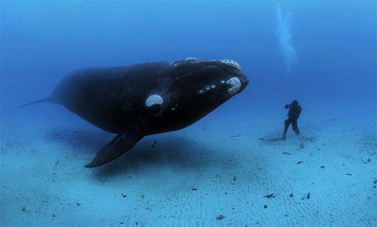 Balena franca australe